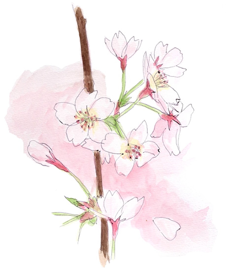 浩司の水彩画 桜の花 無料イラスト フリー素材 おしょくじ處 今 日本料理 小や町